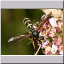 Conops flavipes - Dickkopffliege m04.jpg